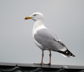 Obraz premium Herring gull looking for food to steal in seaside resort, UK.