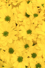 yellow flowers background. Yellow chrysanthemums daisy flower background pattern bloom. vertical photo
