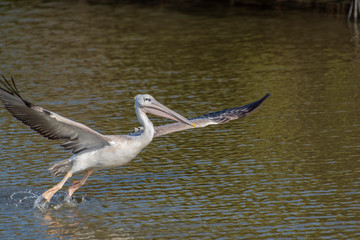 Great white pelican taking flight - river in Africa - The Gambia