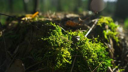 nature