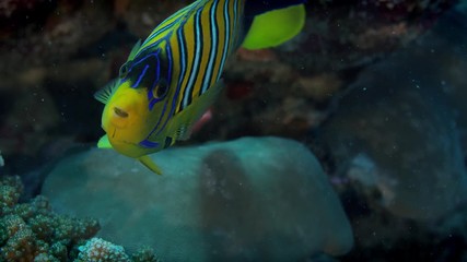 Portrait of a angelfish. Also commonly referred to as Blue Banded Angelfish or Empress Angelfish or Regal Angelfish or Royal Angelfish, Pygoplites diacanthus, Maldives Indian Ocean, slow motion
