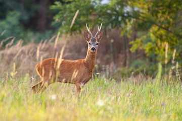 Roe deer buck, capreolus capreolus, in summer on a meadow with tall grass. Wild deer in nature. Roebuck watching alertly.