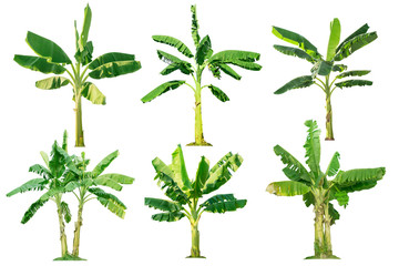 Banana trees collection.Tree isolated on a white background
