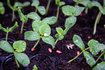 Organic melon seedlings in Seedling tray under greenhouse.