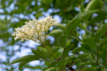 Fleurs de sureau noir (Sambucus Nigra) au printemps