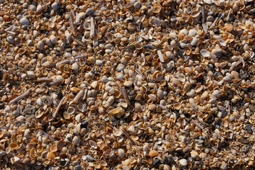 Texture of small shells on the beach