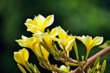 close up details of the yellow Frangipani flower (Plumeria) with a blur background with an interesting concept