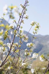 A spring-flowering tree in the mountains