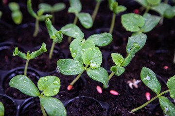 Organic melon seedlings in Seedling tray under greenhouse.