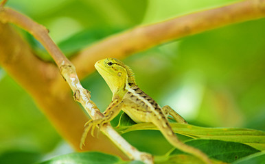 close up detail from The Oriental Garden Lizard, Eastern Garden Lizard, Bloodsucker or Changeable Lizard (Calotes versicolor) in the wild with a natural background