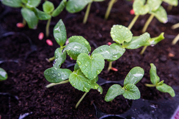 Organic melon seedlings in Seedling tray under greenhouse.