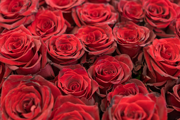 Fresh red roses background. A huge bouquet of flowers. The best gift for women