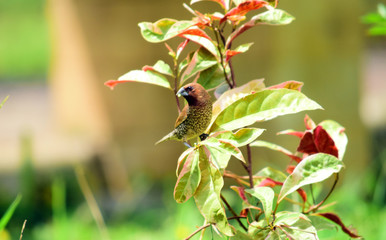 The scaly-breasted munia or spotted munia (Lonchura punctulata) in the wild with a blur background