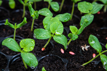 Organic melon seedlings in Seedling tray under greenhouse.