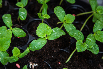 Organic melon seedlings in Seedling tray under greenhouse.