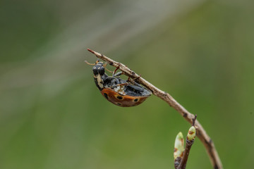 marienkäfer