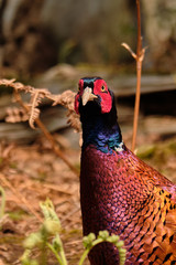 Pheasant 2