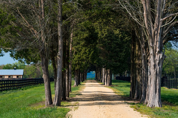Sotterley, Maryland, USA A long alley of trees at a farmhouse.