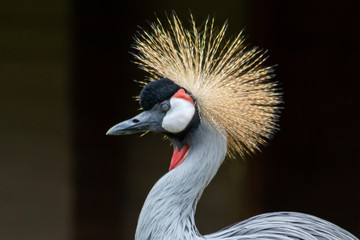 Südafrika-Kronenkranich im Portrait zeigt stolz seine prachtvolle Federkrone