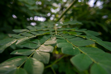 Green leaves in the forest.