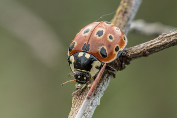 marienkäfer