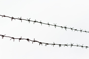 Fototapeta na wymiar Barbed wire isolated on a white background. Fence or home garden protection..