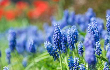 Blooming spring garden. Fresh blue wild hyacinths