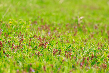 The flowers of a pink clover grows in the field with a green grass
