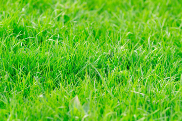 Green grass texture background. Blurred green grass.