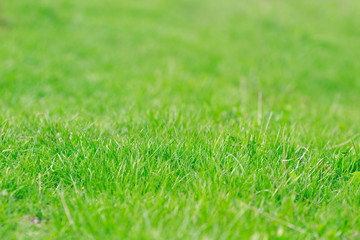 Green grass texture background with a blurred grass in the background