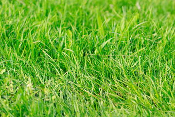 Green grass texture background