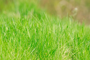 Perfect green background by the fresh grass on the blurred background.