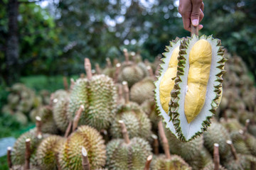 Gardeners are casing durian. Yellow is beautiful to eat.