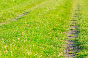 A narrow path across the green, spring meadow