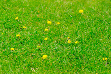 Summer background. Yellow dandelion flowers growing in the green grass.