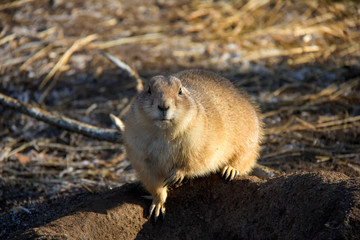 Portrait of a marmot. 