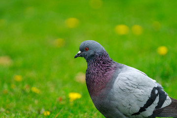 Pigeon on the green background. Pigeon walking on the green lawn.