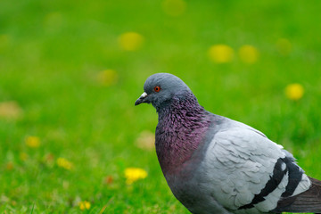 Pigeon on the green background. Pigeon walking on the green lawn.