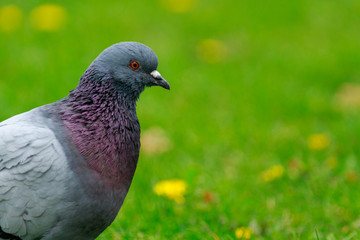 Pigeon is questioning. The bird walking on the green meadow.