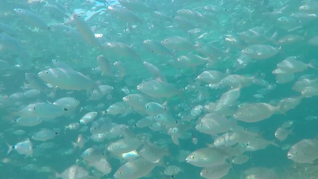 snorkeling  Hombre buceando en aguas cristalinas de una playa de mallorca entre un banco de peces. Concepto de vacaciones, verano, playa y disfrutar