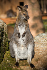 Obraz premium Kangaroo sitting on a sun.