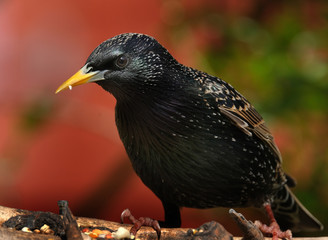 Starling looking for food in urban house garden.