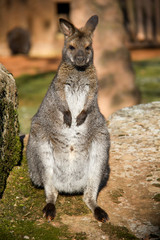 Kangaroo sitting on a sun.