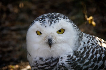 Portrait of snowy. Bubo scandiacus.