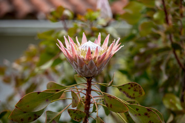 King protea or  protea cynaroides the national flower of South Africa