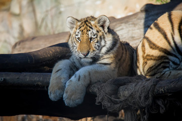 Tiger cub in the zoo. Panthera tigris altaica.