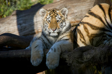 Lying tiger cub. Panthera tigris altaica.