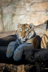 Fototapeta na wymiar Tiger cub. Panthera tigris altaica.