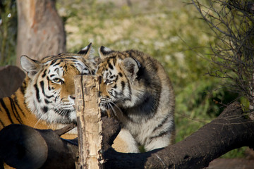 Tiger cub with mother. Panthera tigris altaica.