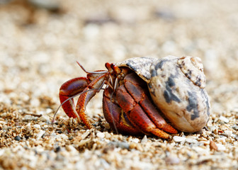 Close-up of a hermit crab (Coenobitidae) wearing a shell shell as shelter and running on the sand...